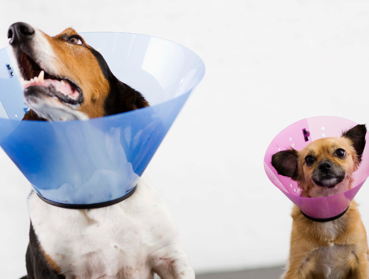 Dogs in a surgical cone